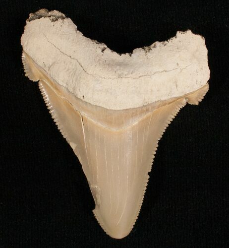 Beautiful Summerville Angustiden Tooth - #7461